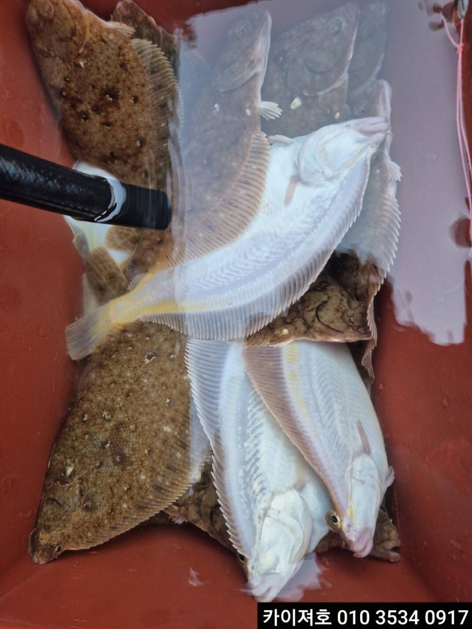 26일오후 도다리참가자미조황 (조황조행기 - 바다선상조황)