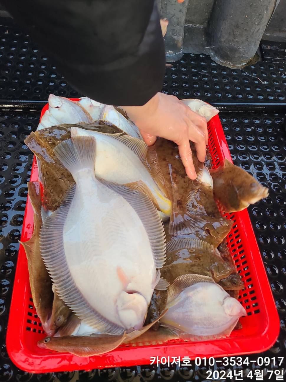 7일 오전 오후마릿수 씨알 대 폭팔 (조황조행기 - 바다선상조황)
