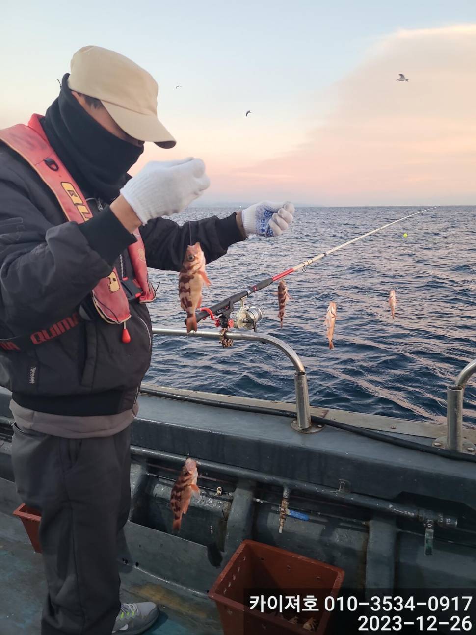 26일오전 볼락 열기 타작 입니다 (조황조행기 - 바다선상조황)