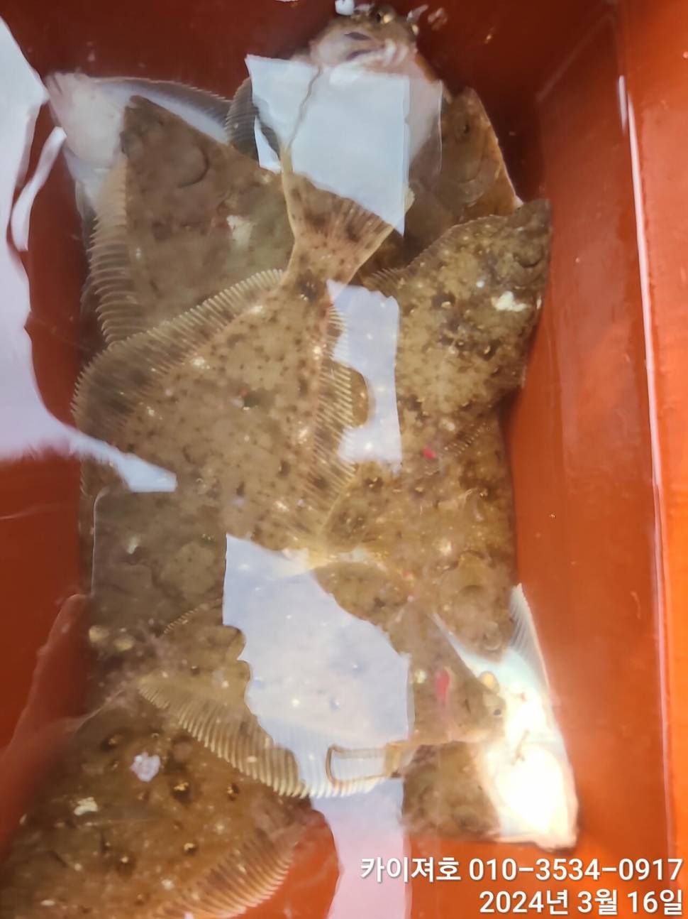 16일오전도 오후도 타작 (조황조행기 - 바다선상조황)