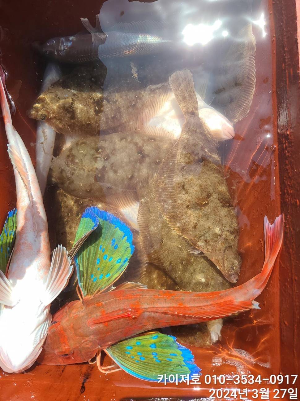 27일오늘도 대폭발 역시나 계속 되는 타작행진 (조황조행기 - 바다선상조황)