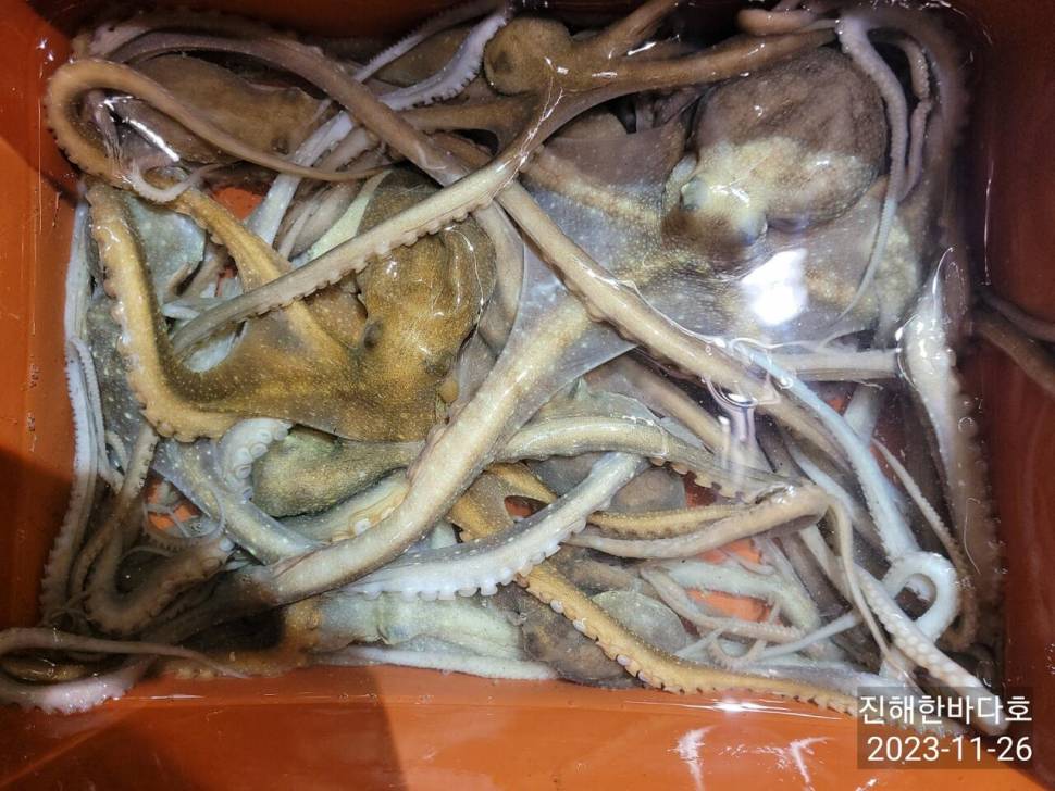 진해낙지낚시 쭉 달라붙는 통통한 낙지들로 찐한 손맛 보고왔습니다0 (조황조행기 - 바다선상조황)