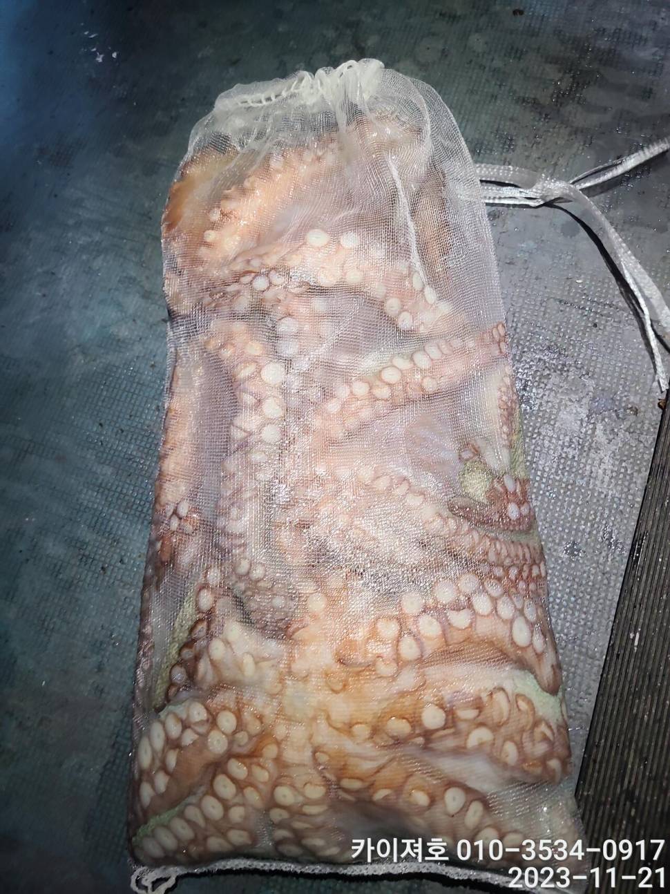 21일 카이져 돌문어 조황 씨알이 끝내줘요 (조황조행기 - 바다선상조황)