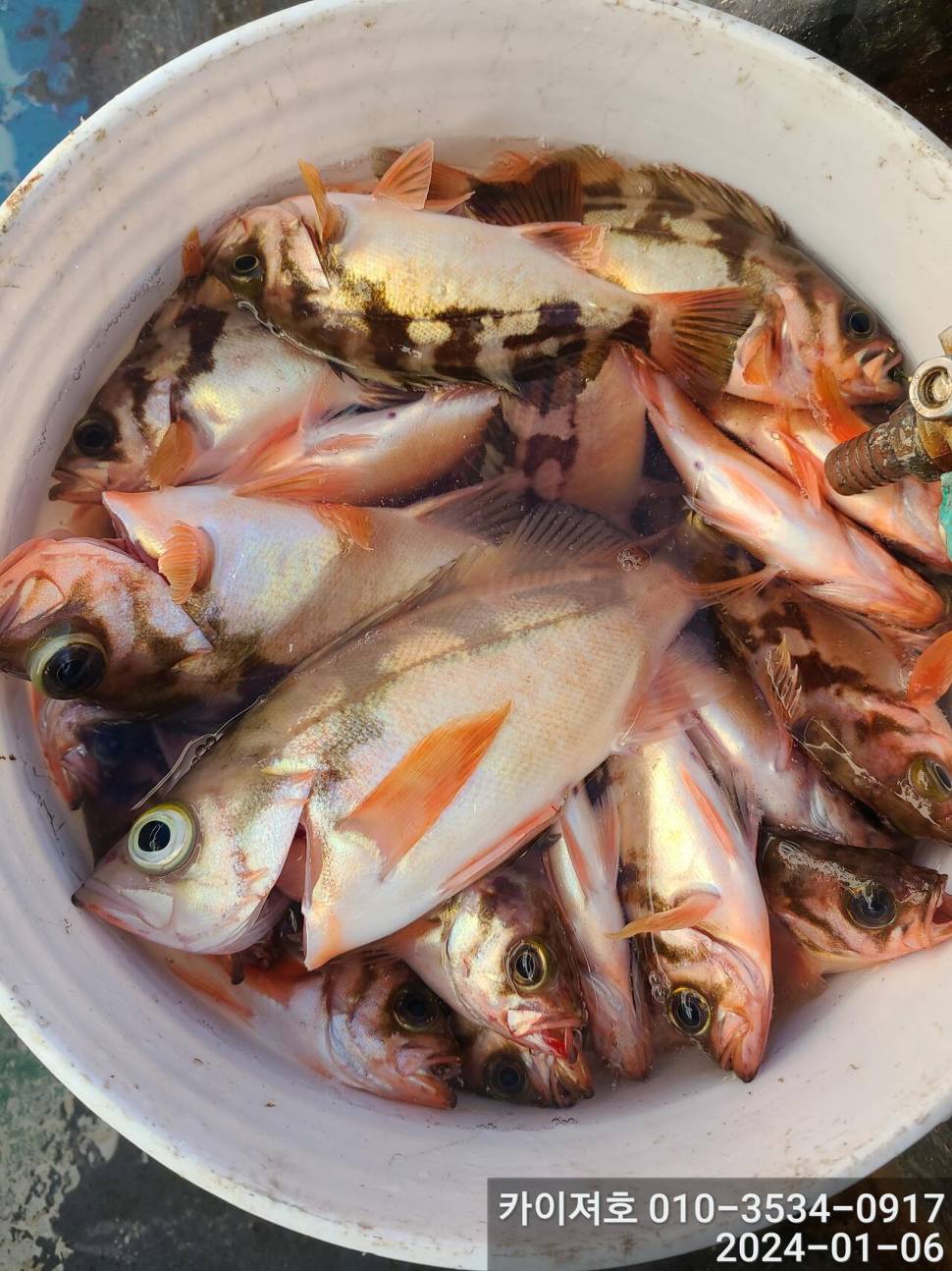 6일오전 볼락열기 줄줄이 두둑합니다 (조황조행기 - 바다선상조황)