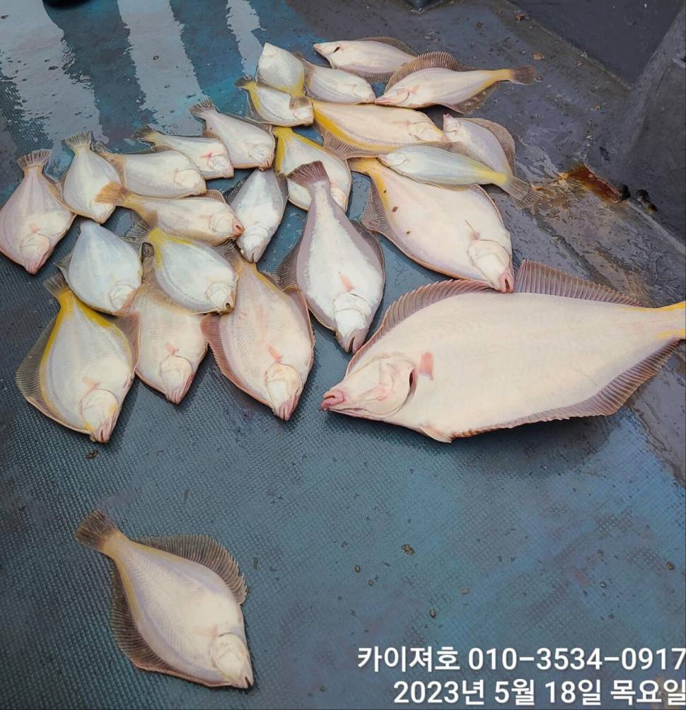 몸만 오셔서 양손이 묵직히 챙겨가세요 토오후여유자리운동장 (조황조행기 - 바다선상조황)