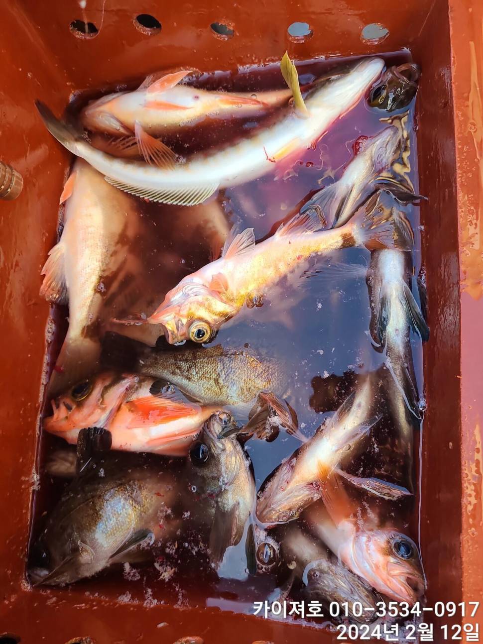 12일오전 볼락열기 풍년 입니다 (조황조행기 - 바다선상조황)