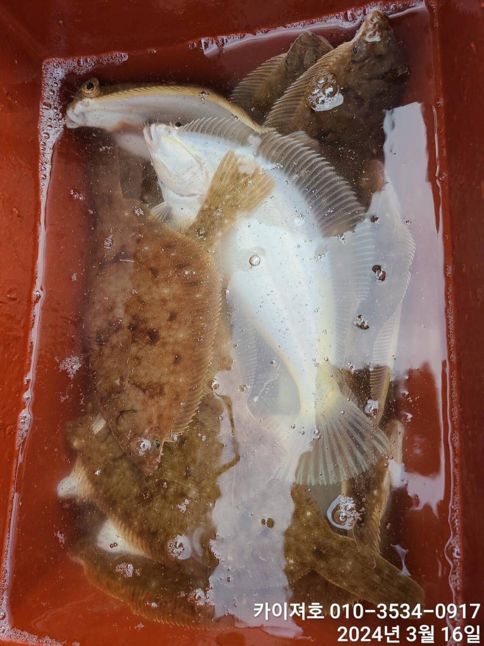 16일오전도 오후도 타작 (조황조행기 - 바다선상조황)