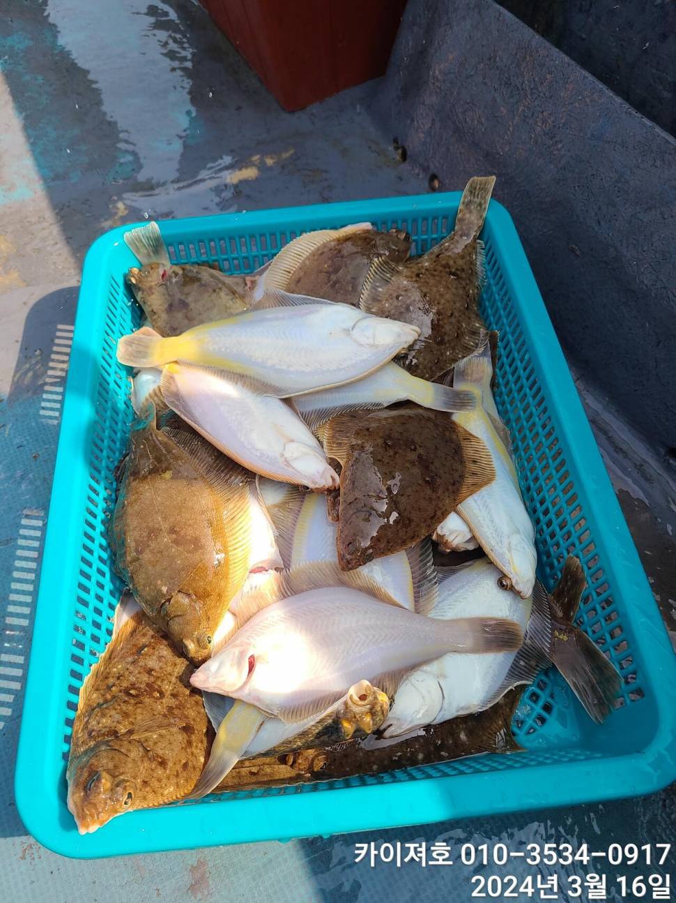 16일오전도 오후도 타작 (조황조행기 - 바다선상조황)