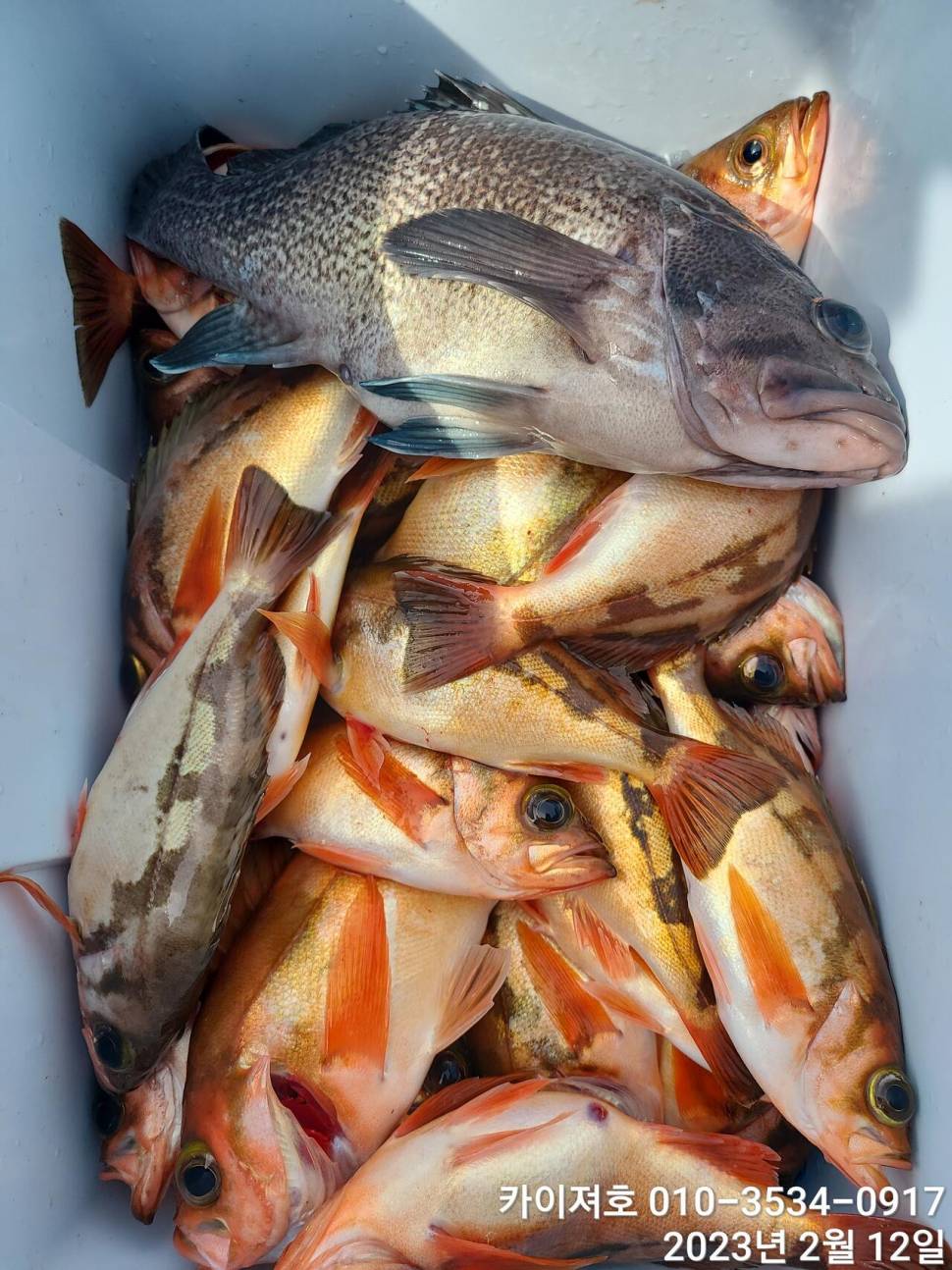 12일오전 왕열기 넉넉히 담아 입항 다음예약일은 목요일 (조황조행기 - 바다선상조황)