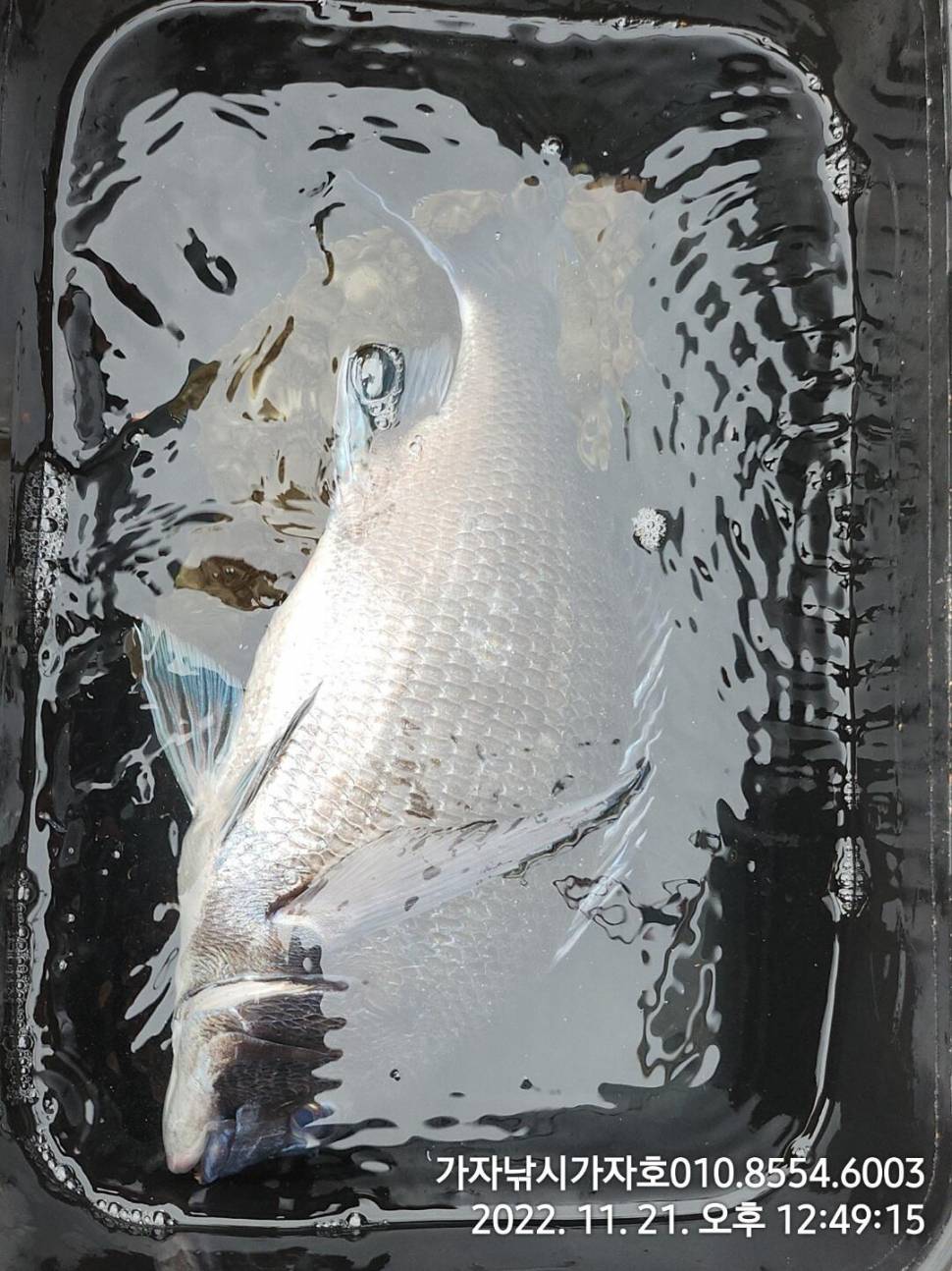 감성돔 손맛 조황 (조황조행기 - 바다선상조황)