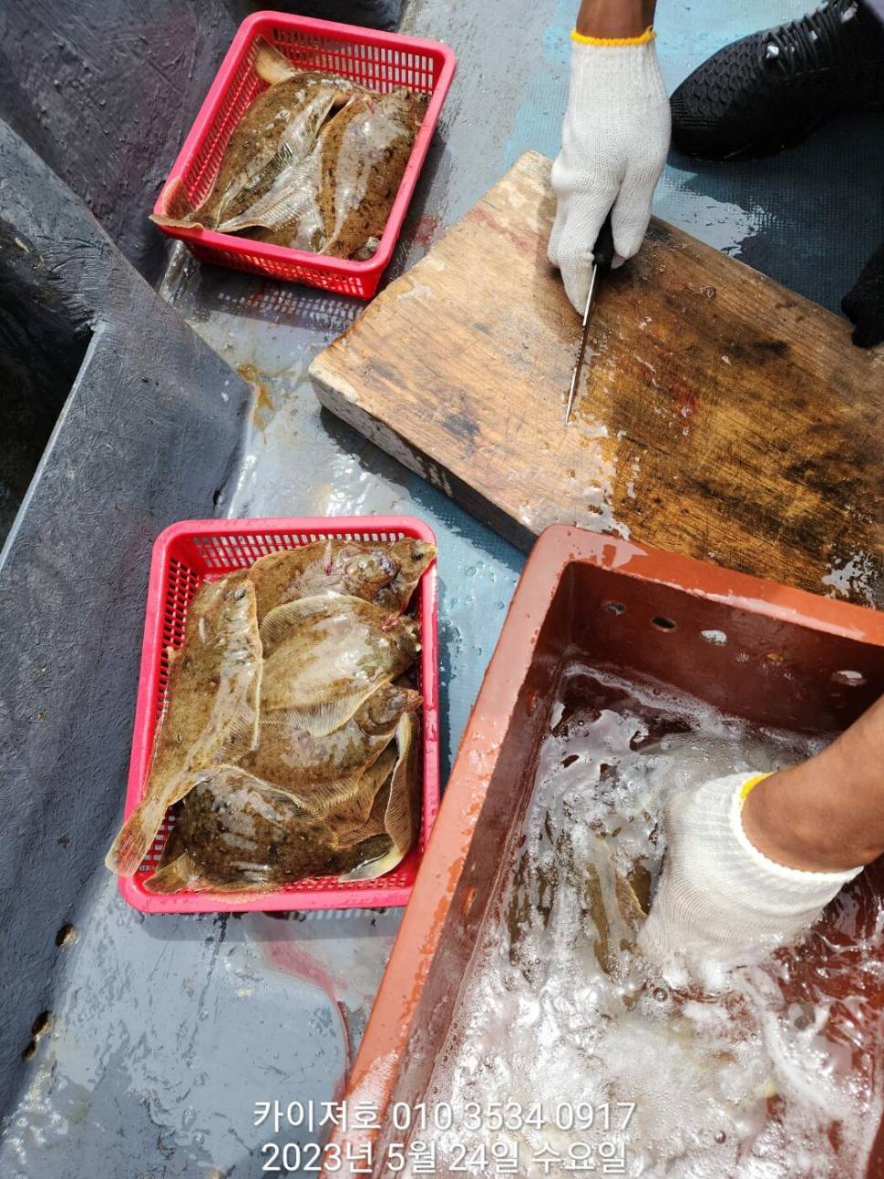 24일왕도다리참가자미 퍼퍼퍼왔어요ㅎ (조황조행기 - 바다선상조황)