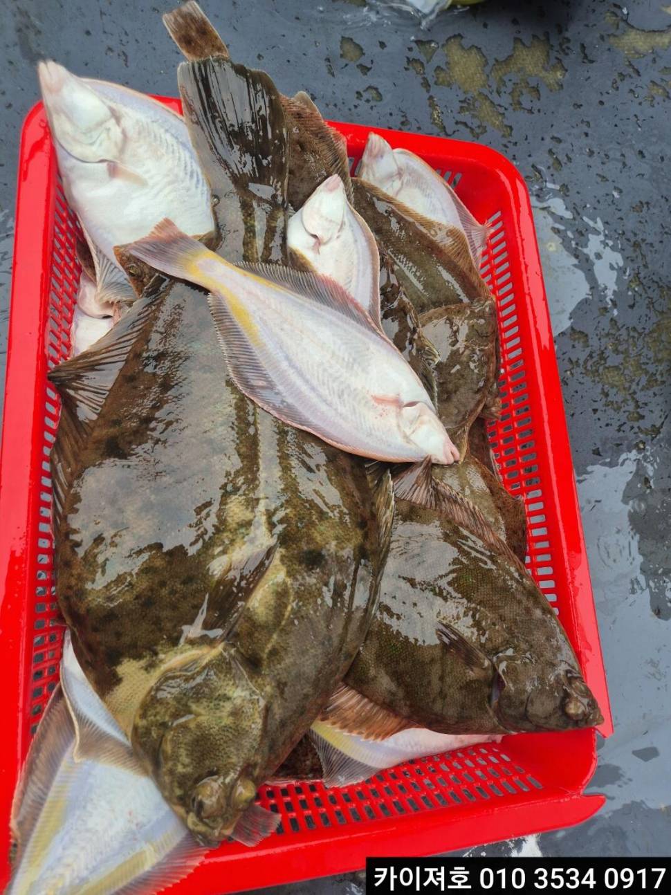 16일 도다리참가자미 조황 (조황조행기 - 바다선상조황)
