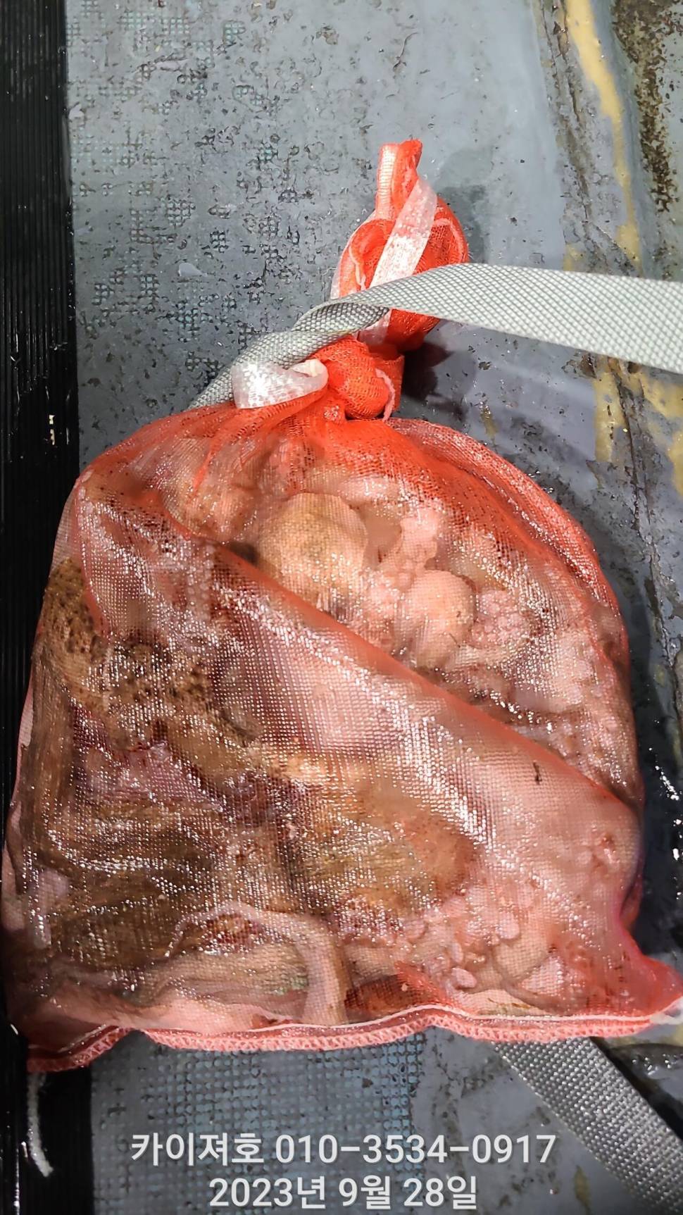 28일밤 돌 문어 마릿수 최고 (조황조행기 - 바다선상조황)