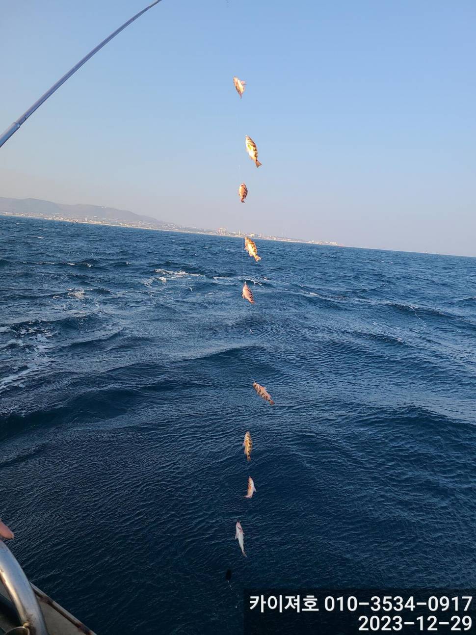 29일 오늘도 타작 엄버지기 볼락열기 (조황조행기 - 바다선상조황)