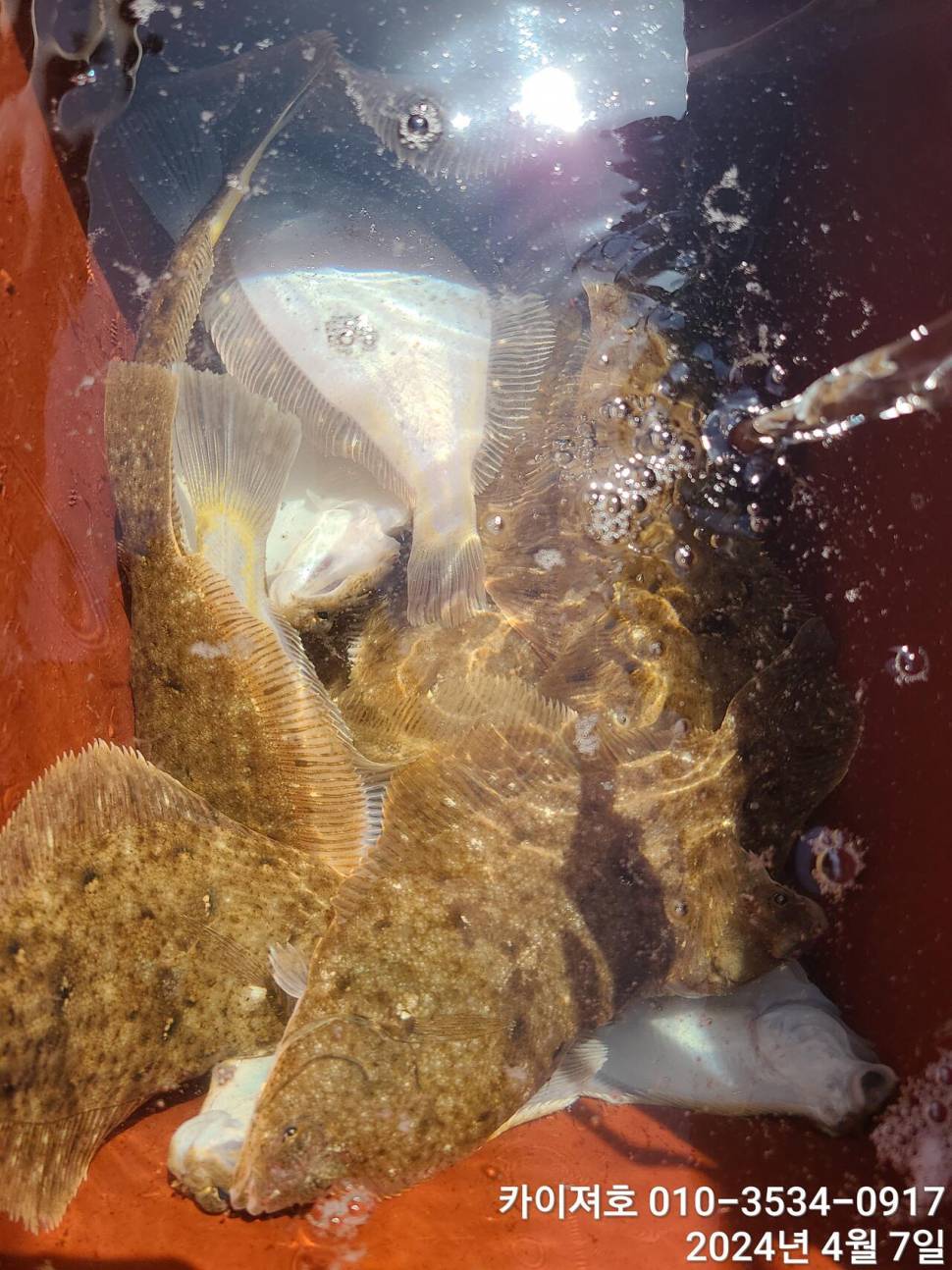 7일 오전 오후마릿수 씨알 대 폭팔 (조황조행기 - 바다선상조황)