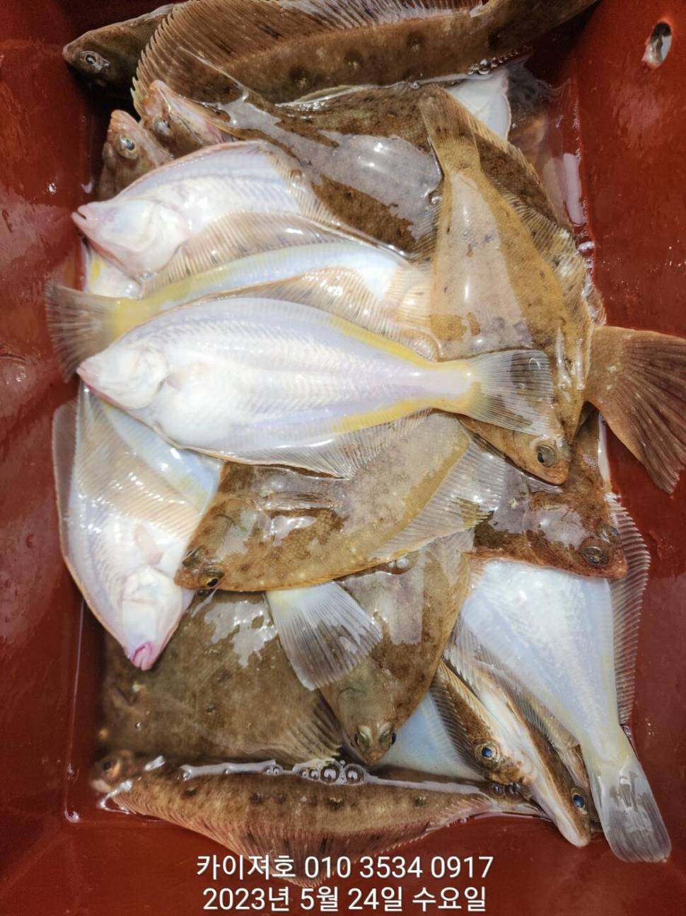 24일왕도다리참가자미 퍼퍼퍼왔어요ㅎ (조황조행기 - 바다선상조황)