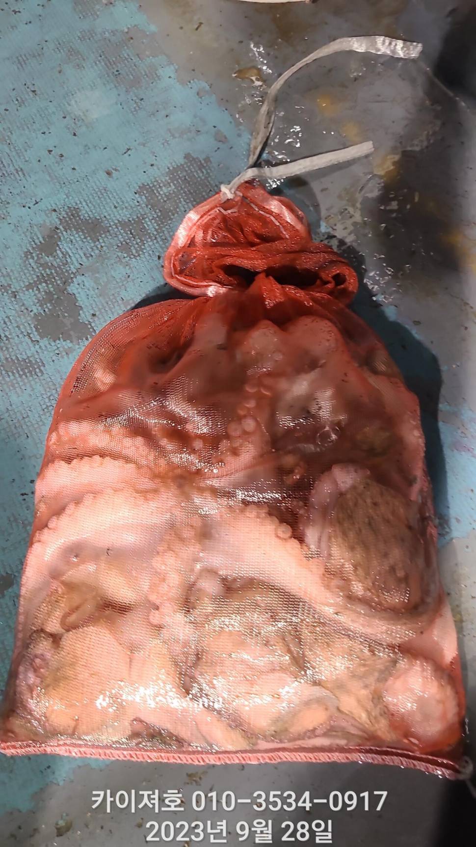 28일밤 돌 문어 마릿수 최고 (조황조행기 - 바다선상조황)
