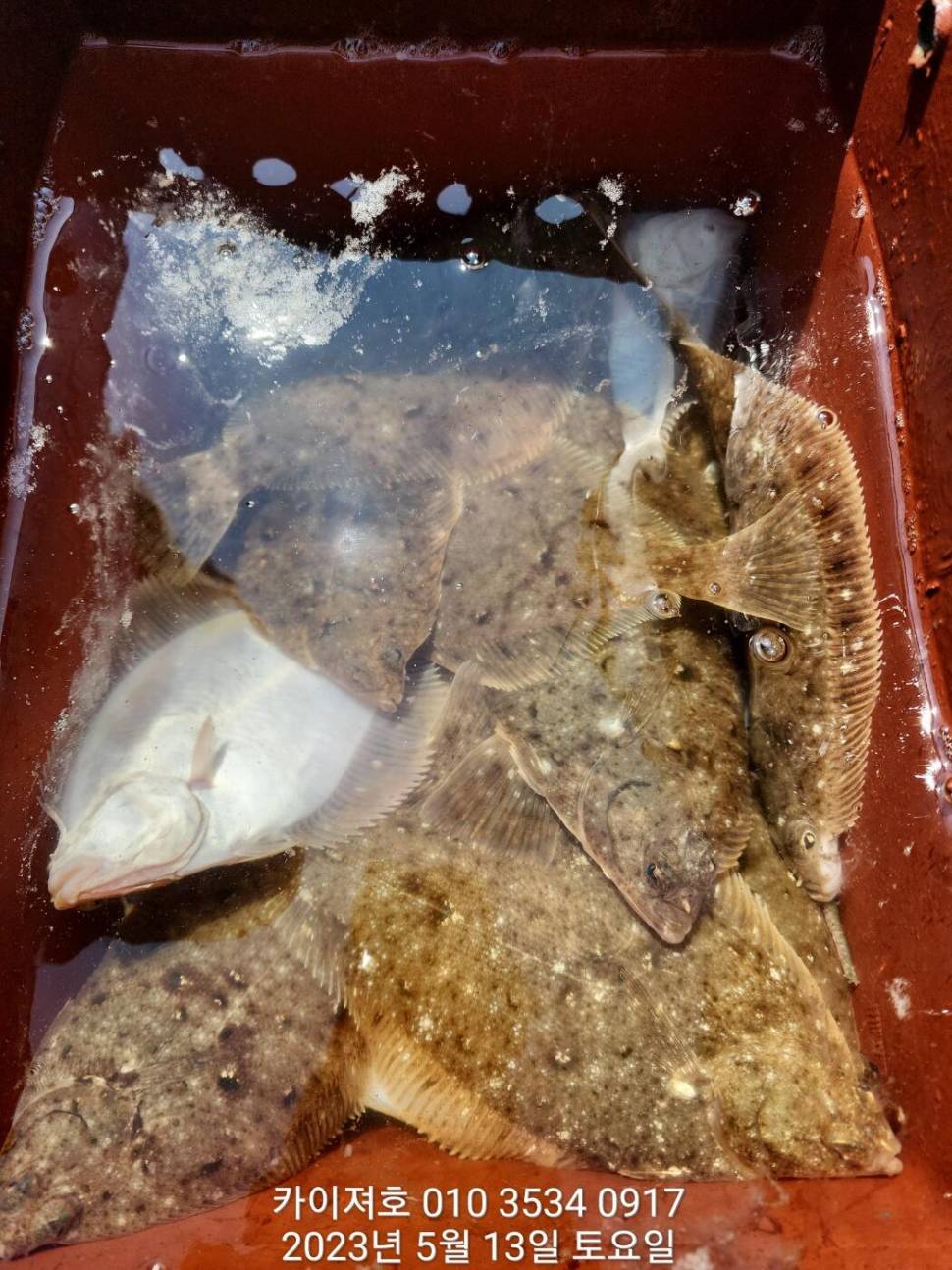 13일오전 도다리참가자미 넉넉히 담았어요 (조황조행기 - 바다선상조황)