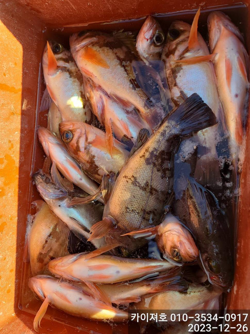26일오전 볼락 열기 타작 입니다 (조황조행기 - 바다선상조황)