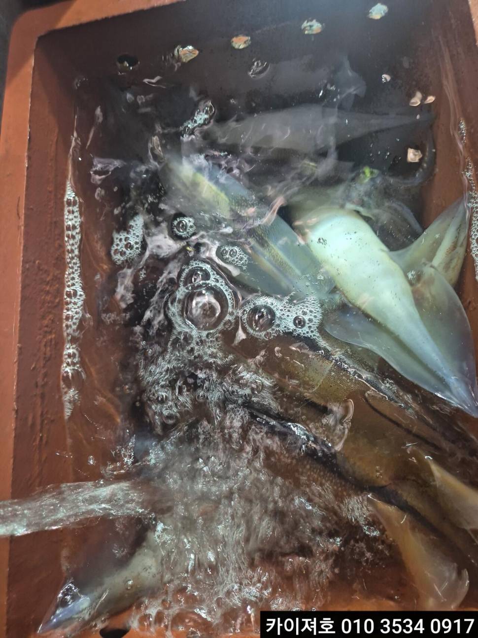 7일야간 오징어 조황 (조황조행기 - 바다선상조황)