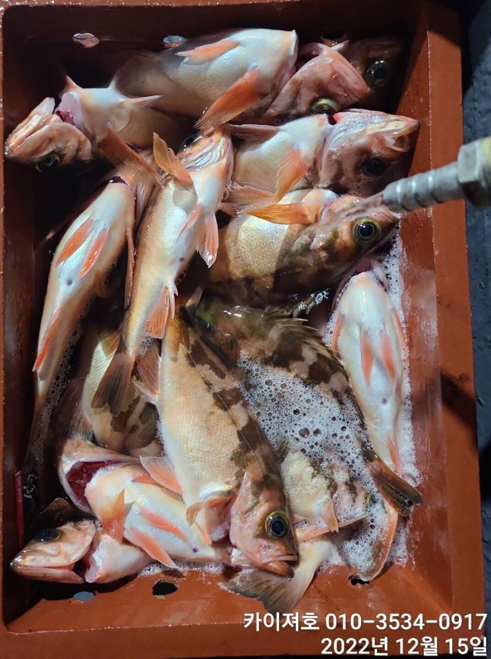 16일 12시 출항왕열기 줄줄이 타오르는 외줄만의 매력 (조황조행기 - 바다선상조황)