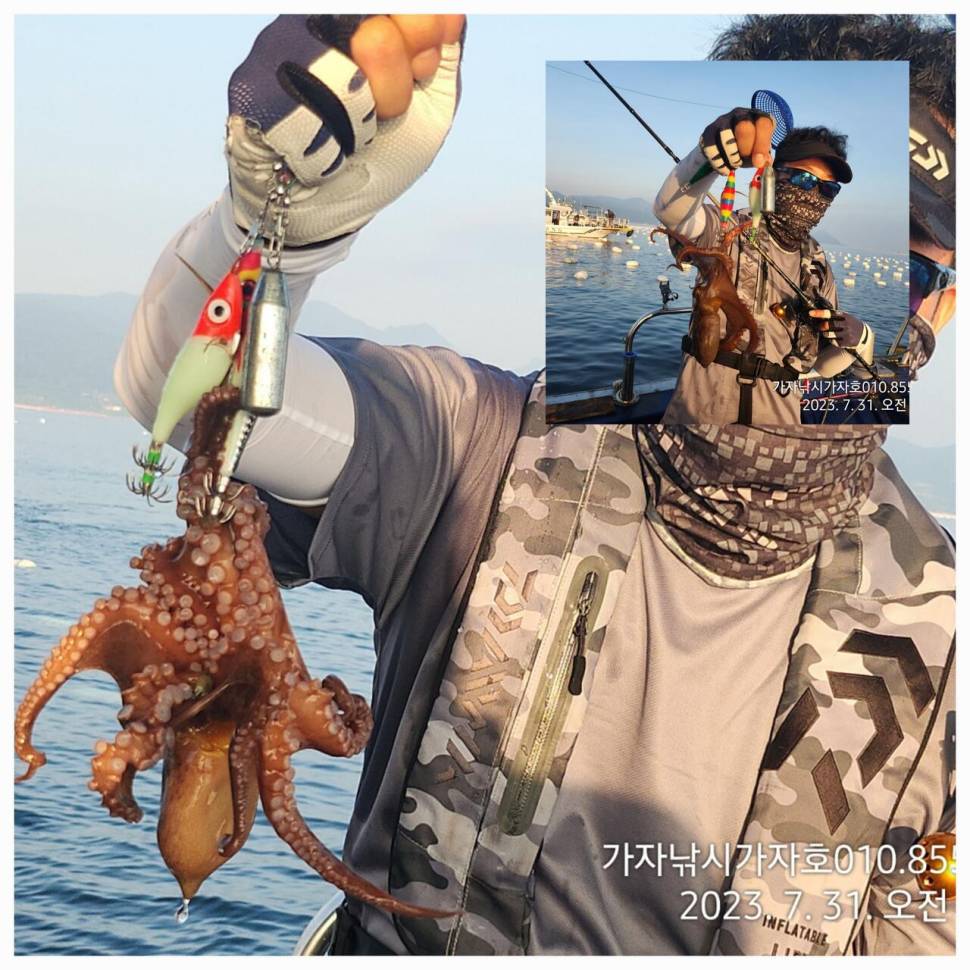 가자호 돌문어 어제보다 좋은 조황 (조황조행기 - 바다선상조황)