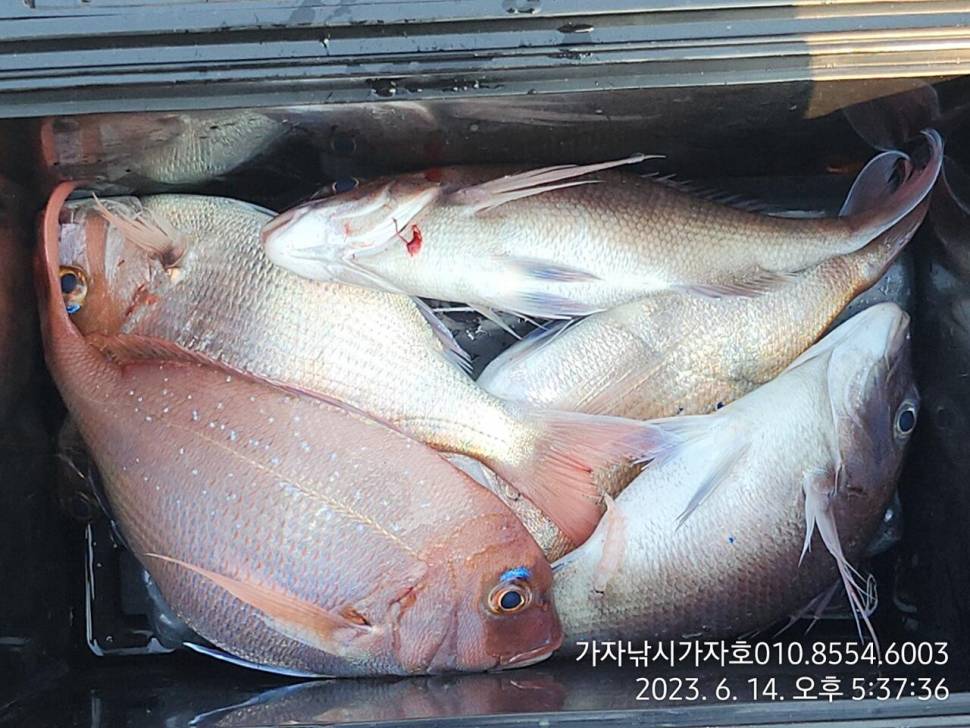 돔돔 참돔 흘림 조황입니다 (조황조행기 - 바다선상조황)