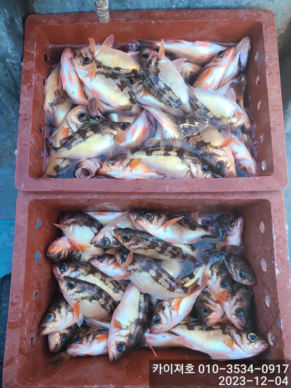 4일오전 열기 타작 조황입니다 (조황조행기 - 바다선상조황)