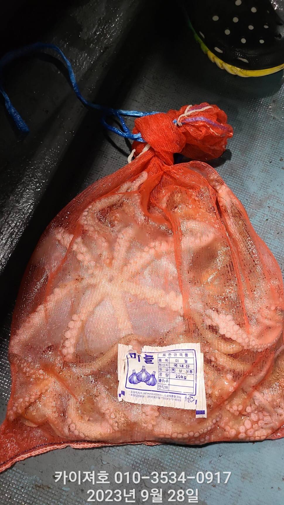 28일밤 돌 문어 마릿수 최고 (조황조행기 - 바다선상조황)