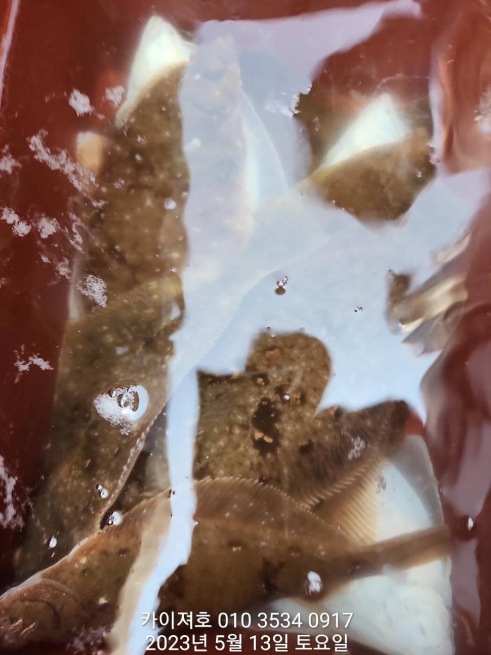 13일오전 도다리참가자미 넉넉히 담았어요 (조황조행기 - 바다선상조황)