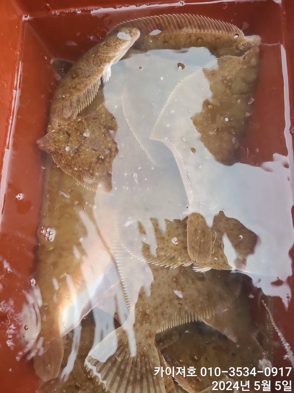 나날이 타작 합니다 날씨만 좋으면요 (조황조행기 - 바다선상조황)