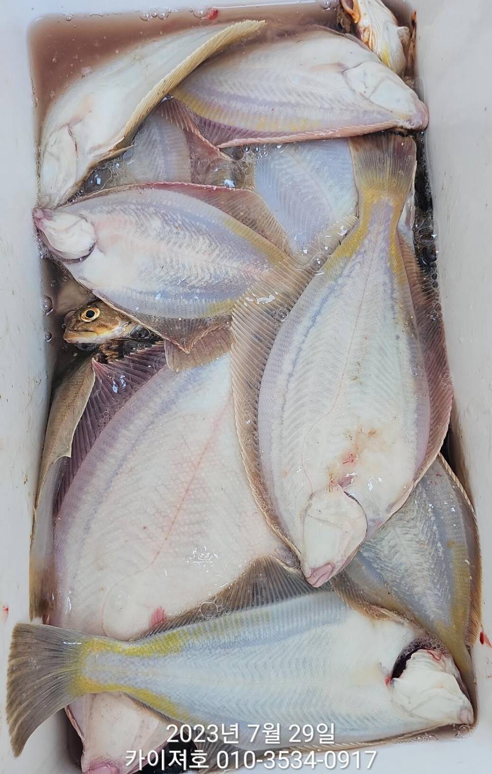 29일오전 도다리가자미 좋네요 시즌종료 임박 (조황조행기 - 바다선상조황)
