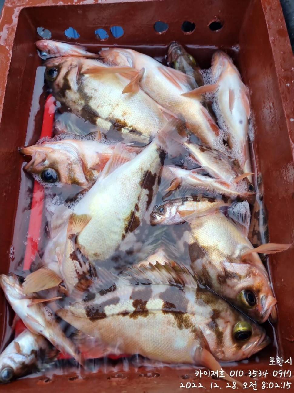 29일타작 (조황조행기 - 바다선상조황)