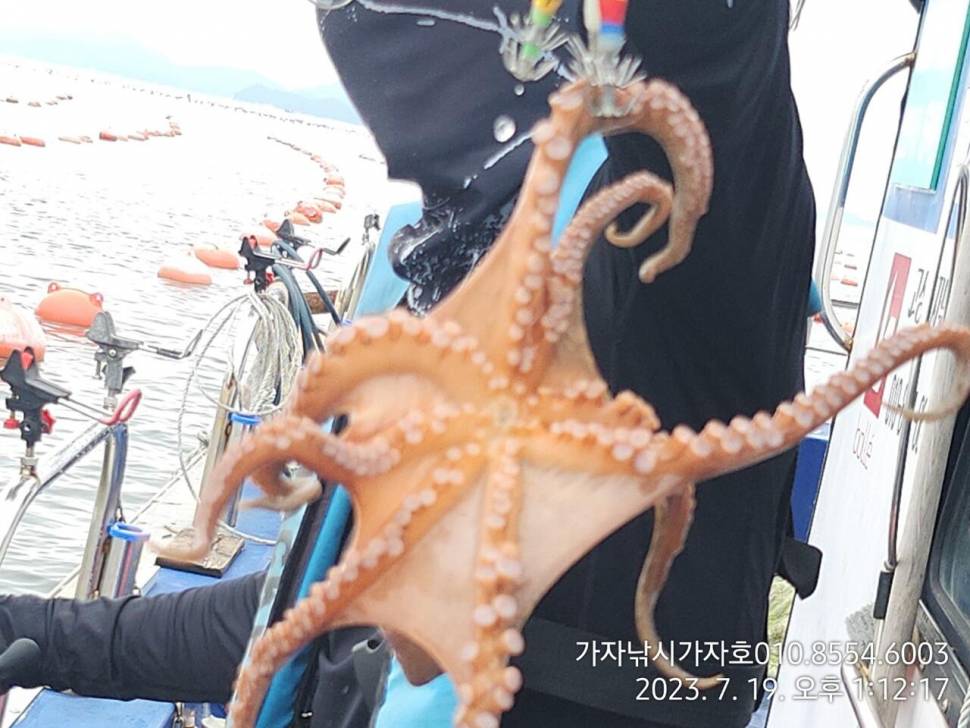가자호 돌문어 쩍쩍 붙습니다 (조황조행기 - 바다선상조황)