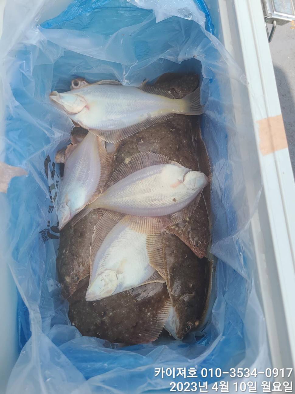 10일오전 쓸어 담아 조황 수요일 여유자리 (조황조행기 - 바다선상조황)
