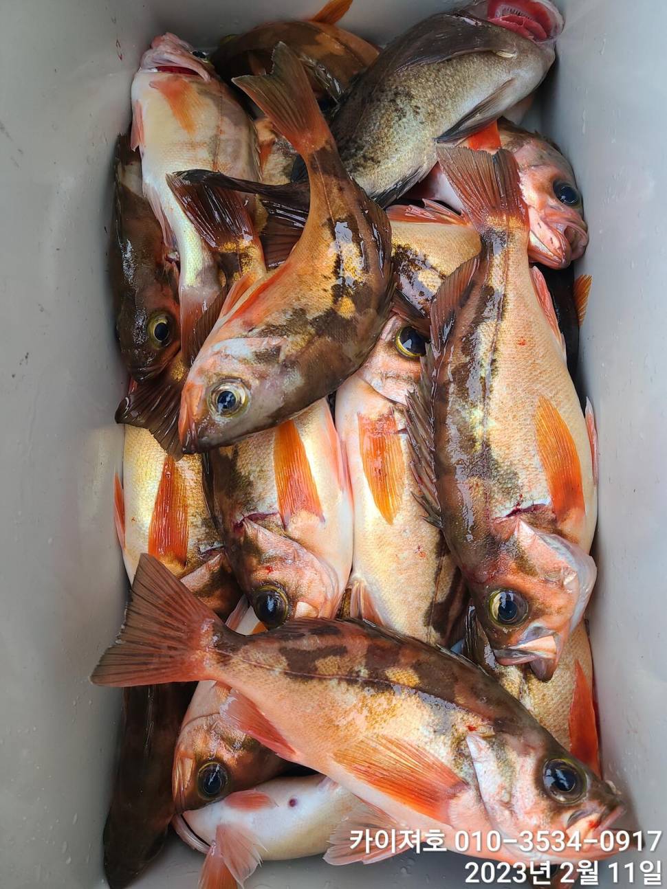 11일오전 왕우럭 왕열기 볼락 마무리 (조황조행기 - 바다선상조황)
