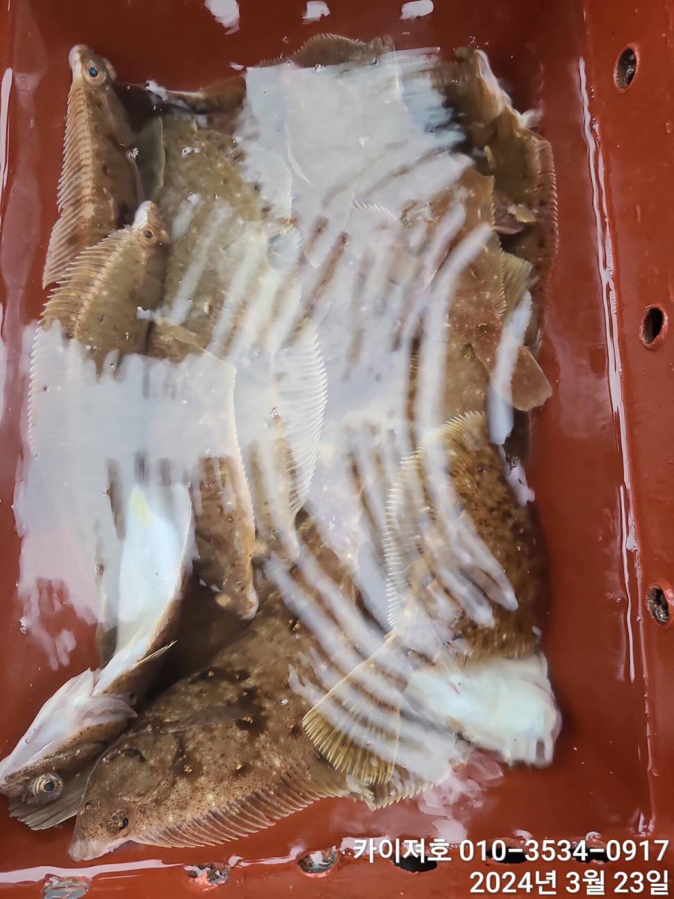 23일오후 대폭발 타작 (조황조행기 - 바다선상조황)