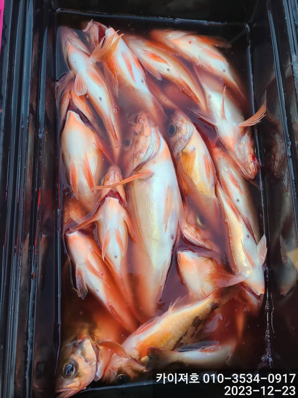 23일 오후 줄줄이 열기 볼락 타작 (조황조행기 - 바다선상조황)