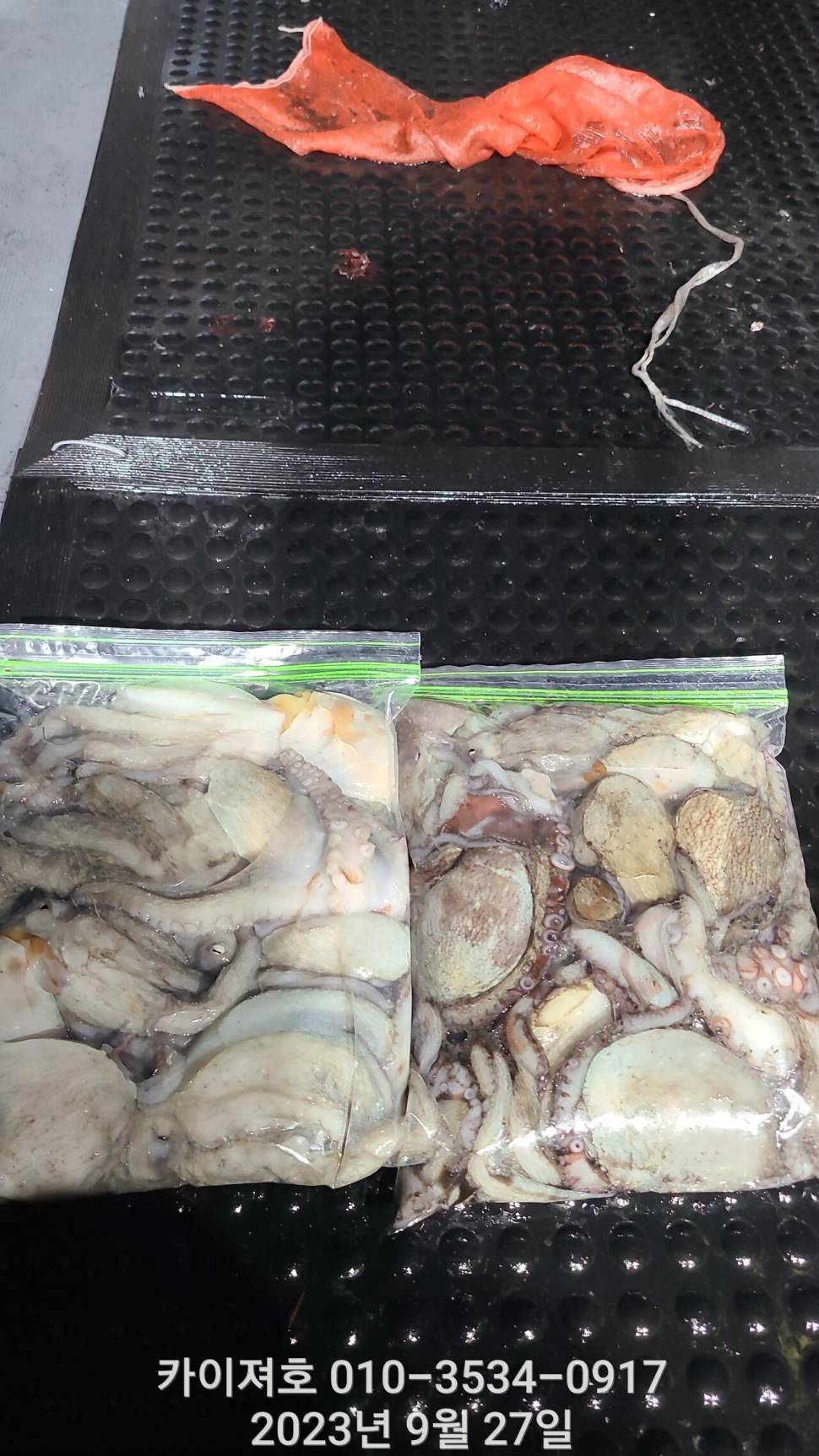 27일밤 돌문어 쫙쫙잘 올라 붙어요 (조황조행기 - 바다선상조황)