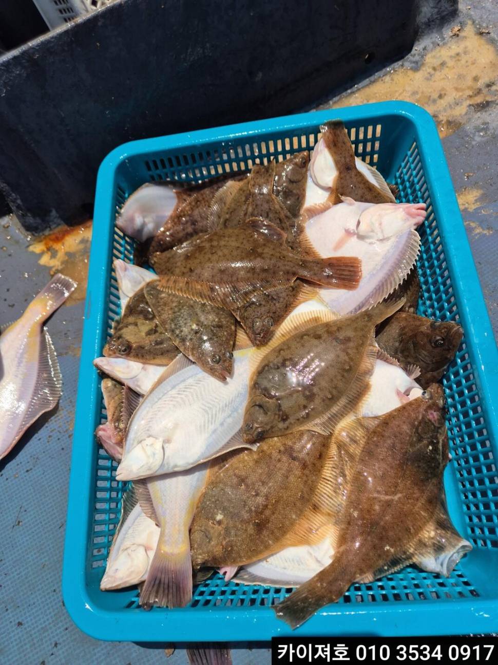 20일오전 도다리참가자미 타작 조황 (조황조행기 - 바다선상조황)
