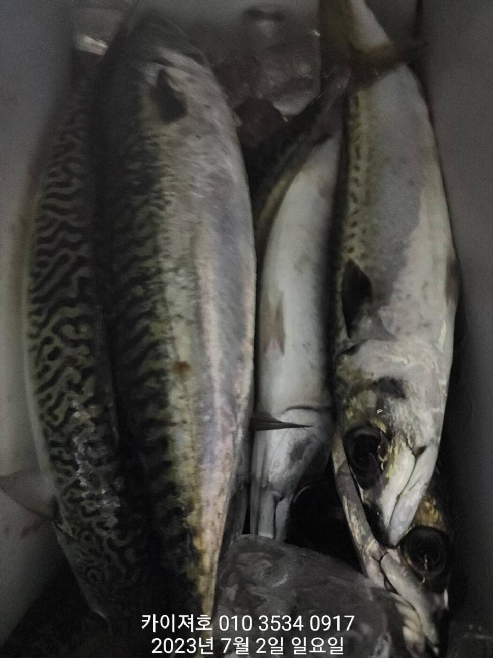 2일찌릿찌릿 손맛 명품 왕고등어 (조황조행기 - 바다선상조황)