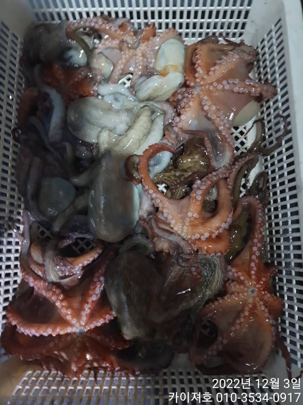 2일밤 돌문어 조황 (조황조행기 - 바다선상조황)