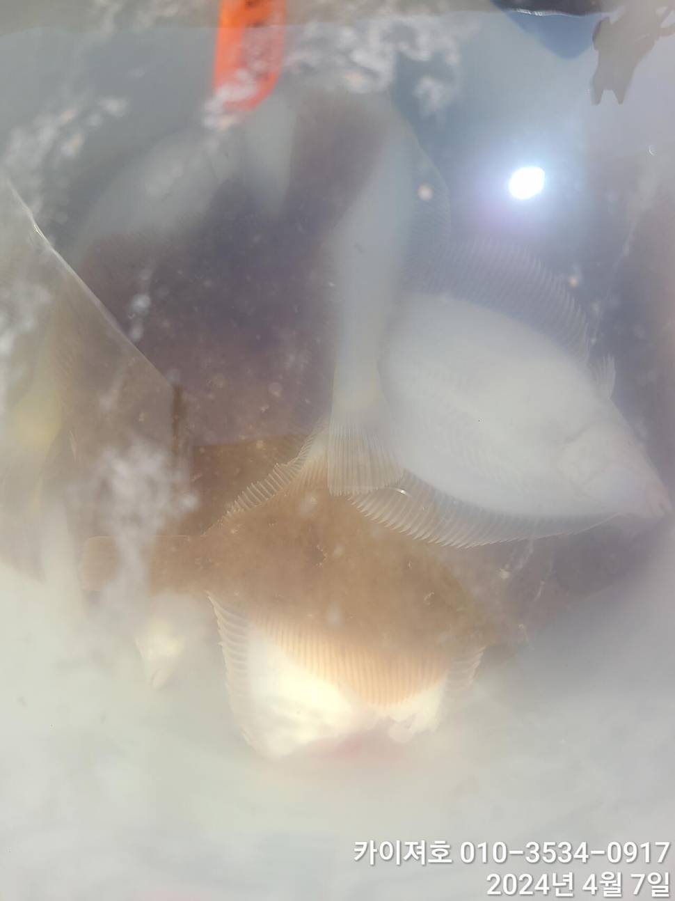 7일 오전 오후마릿수 씨알 대 폭팔 (조황조행기 - 바다선상조황)