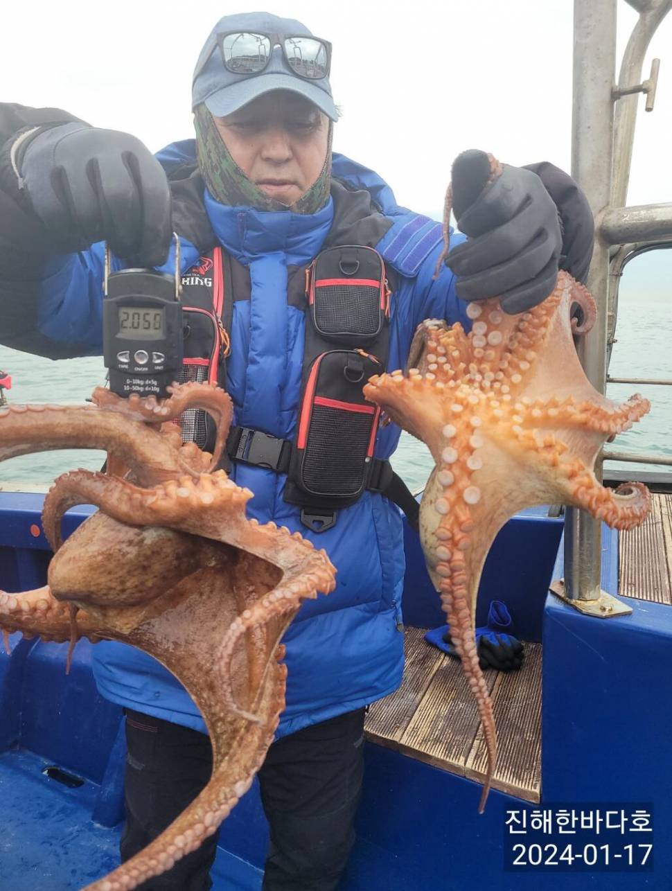 진해문어낚시 묵직하게 올라오는 굵직굵직 돌문어 찐한 손맛보시며 즐기고왔습니다0 (조황조행기 - 바다선상조황)
