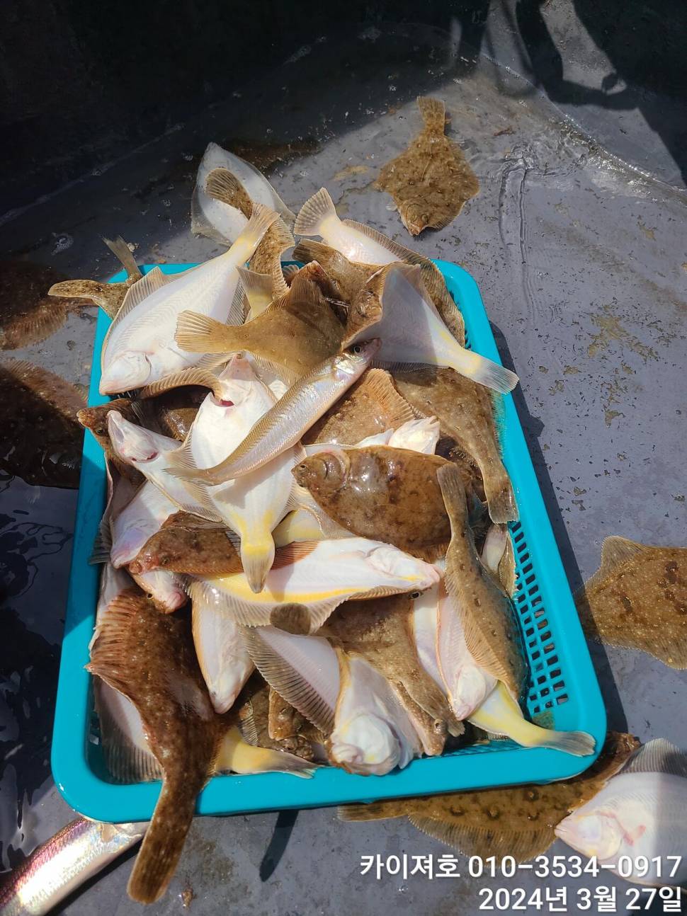 27일오늘도 대폭발 역시나 계속 되는 타작행진 (조황조행기 - 바다선상조황)
