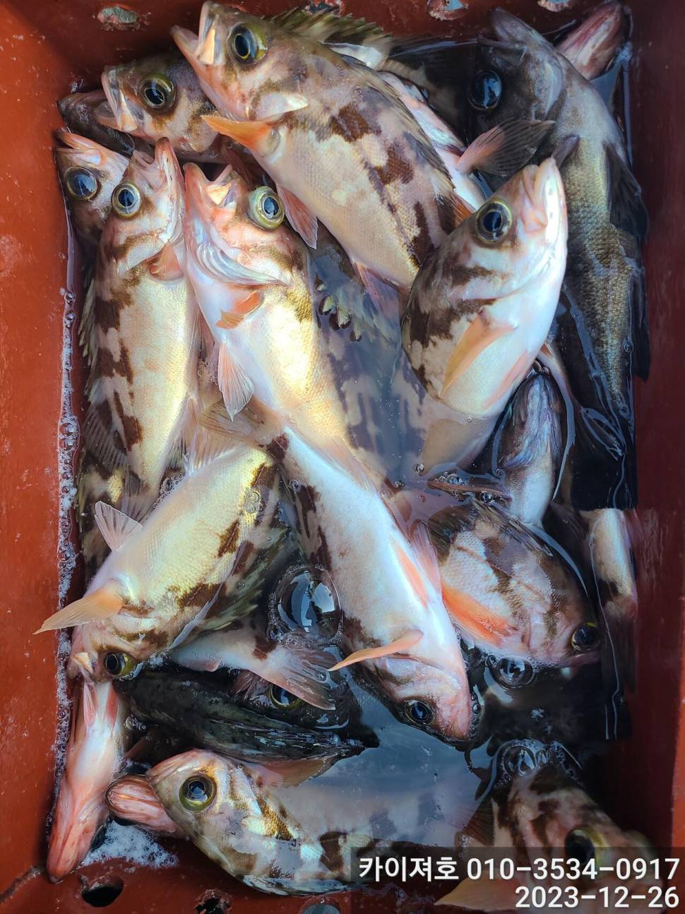26일오전 볼락 열기 타작 입니다 (조황조행기 - 바다선상조황)