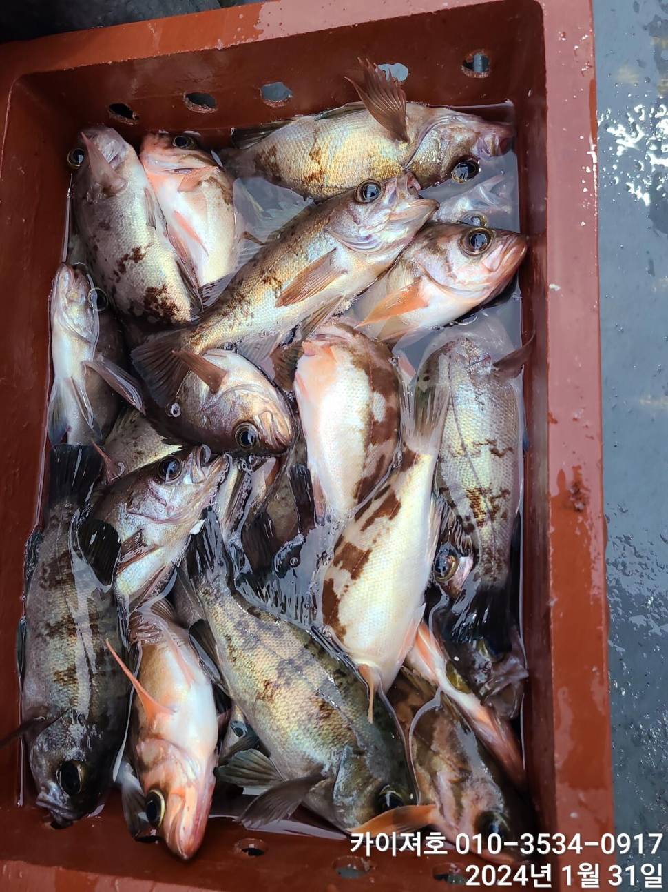 오늘도 볼락열기 만만세 타작 (조황조행기 - 바다선상조황)