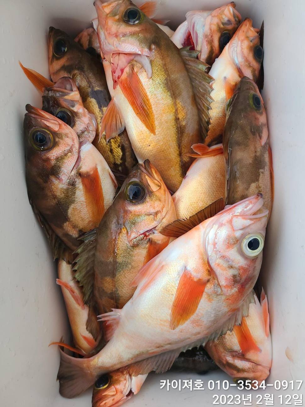 12일오전 왕열기 넉넉히 담아 입항 다음예약일은 목요일 (조황조행기 - 바다선상조황)