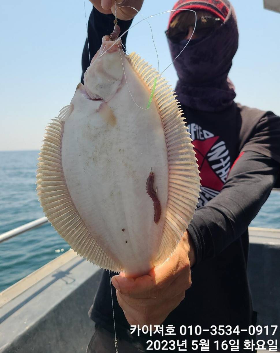 용왕님 무한방출 참가자미 왕도다리수요일 여유자리 훌빈 (조황조행기 - 바다선상조황)