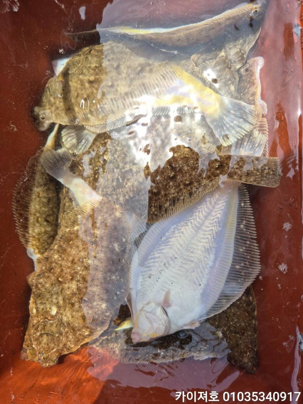 26일왕도다리참가자미 타작 (조황조행기 - 바다선상조황)